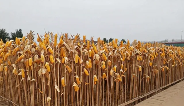 玉米种苗产量影响：选种与管理的取舍之道
